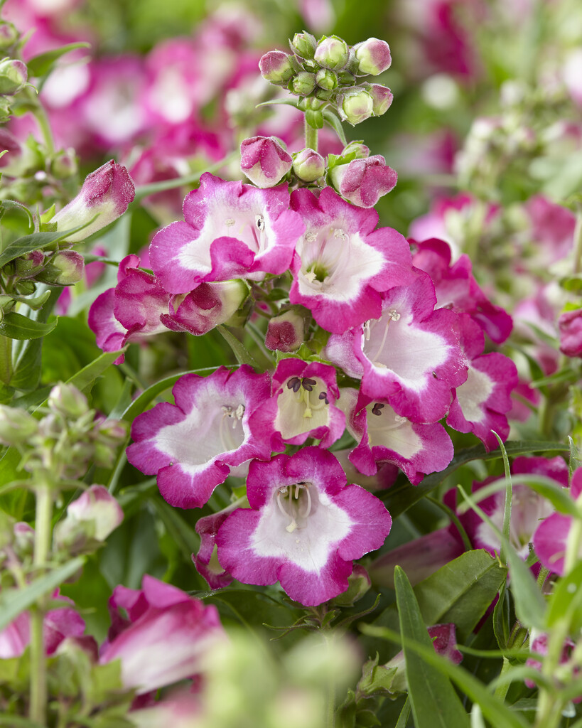 <i>Penstemon</i> [<span style="font-variant: small-caps;">Pentastic Rose</span>] ('Yaprose') (Pentastic Series)