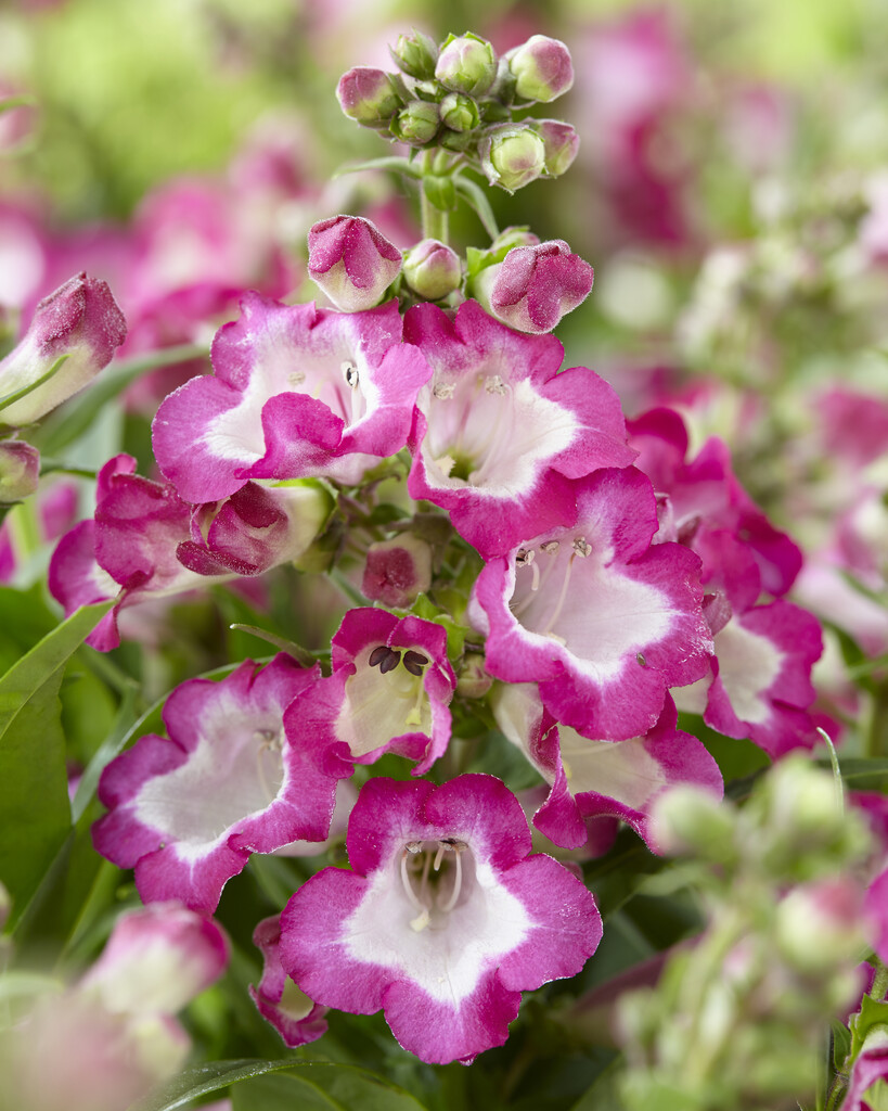 <i>Penstemon</i> [<span style="font-variant: small-caps;">Pentastic Rose</span>] ('Yaprose') (Pentastic Series)