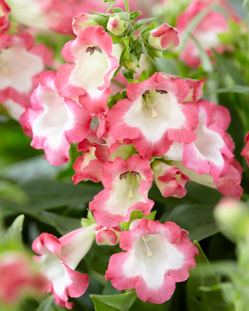 penstemon [Pentastic Pink]