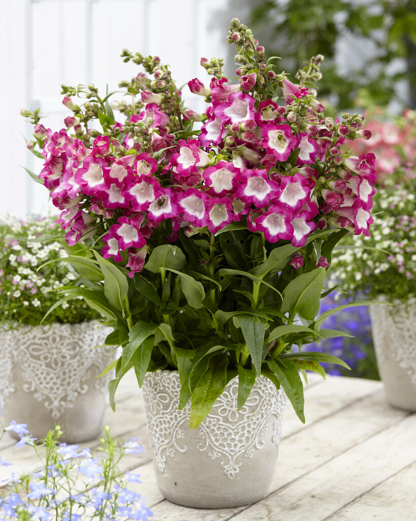 <i>Penstemon</i> [<span style="font-variant: small-caps;">Pentastic Rose</span>] ('Yaprose') (Pentastic Series)