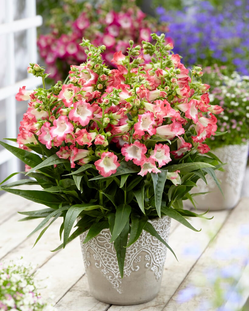 penstemon [Pentastic Pink]