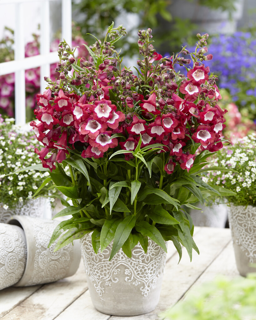<i>Penstemon</i> [<span style="font-variant: small-caps;">Pentastic Red</span>] ('Yapruby') (Pentastic Series)