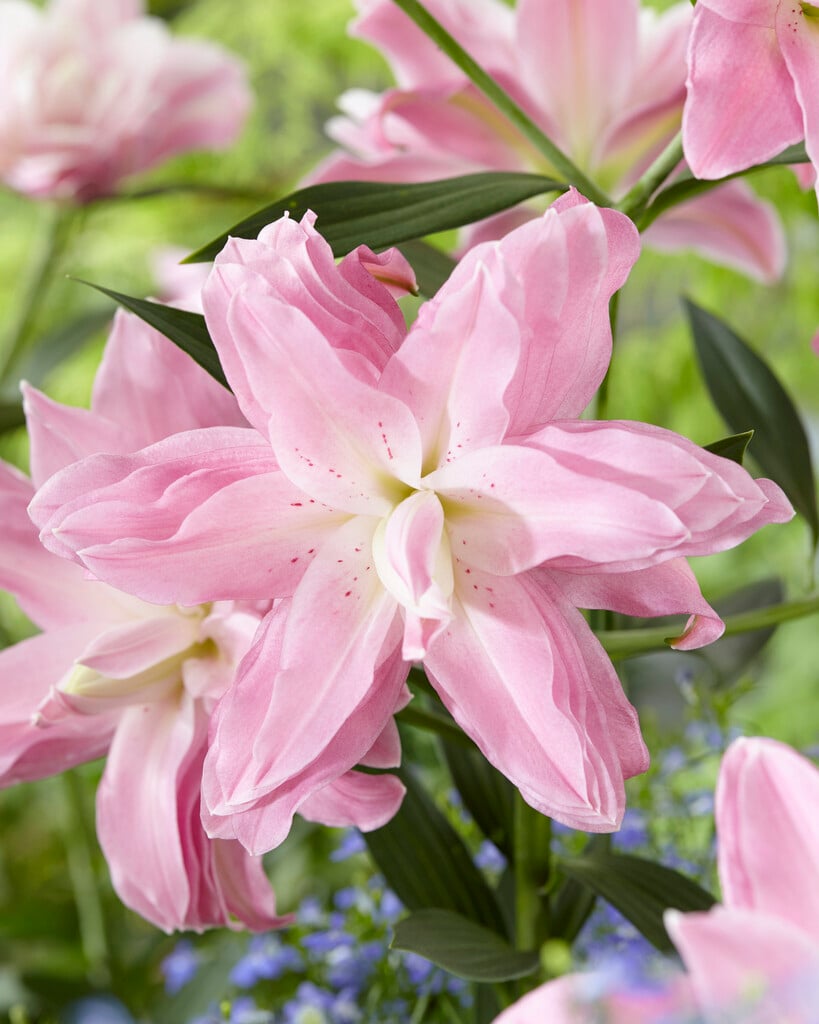 lily 'Lotus Breeze'