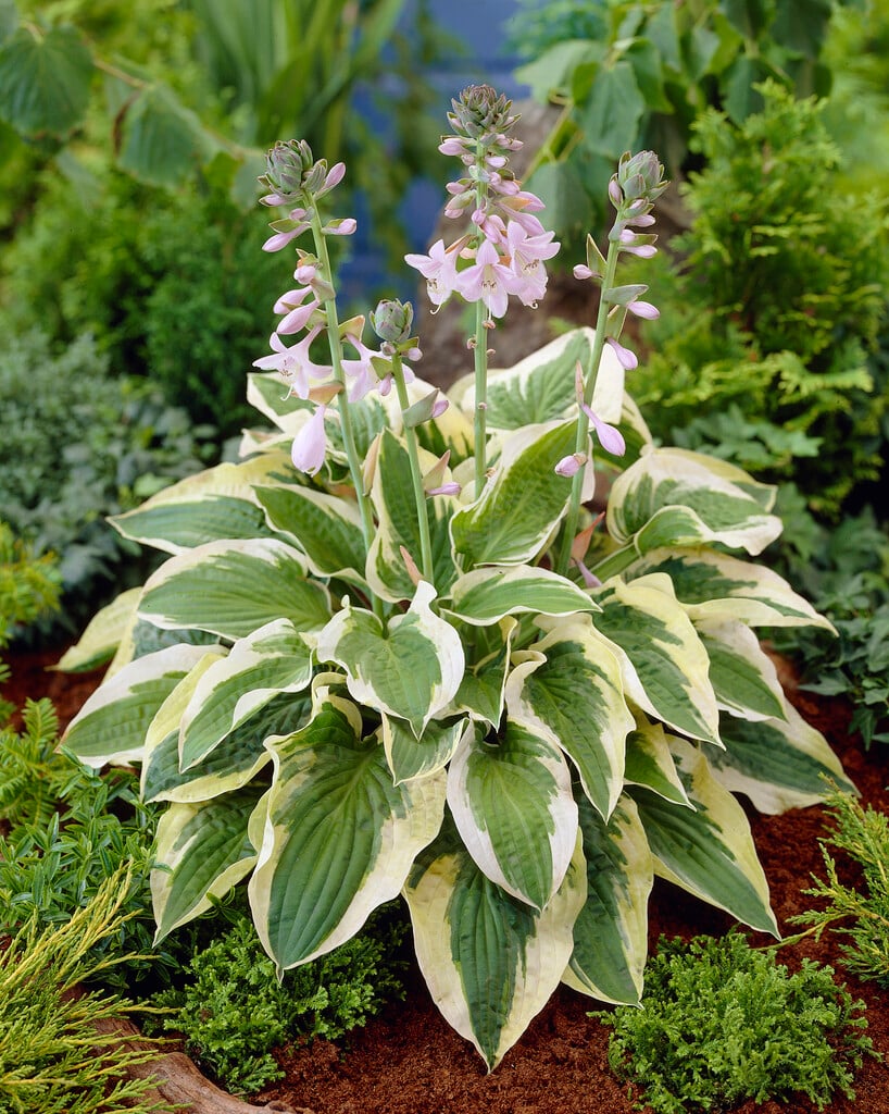 plantain lily 'Mama Mia'