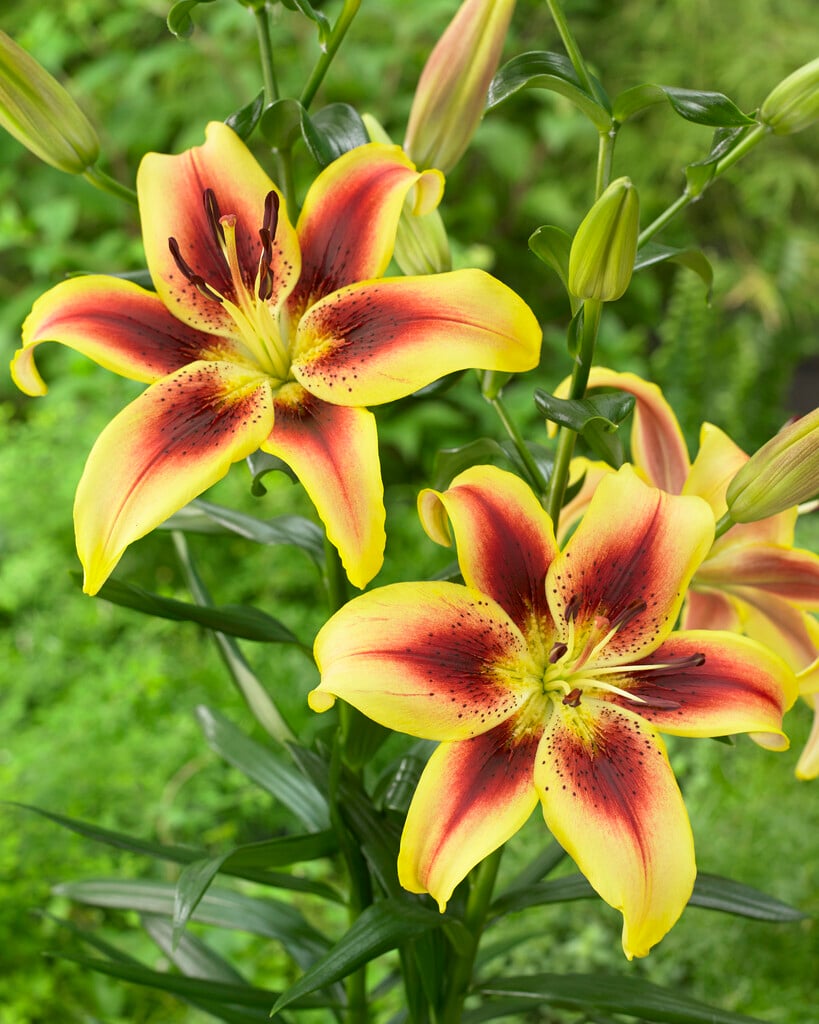 lily 'Viva la Vida'