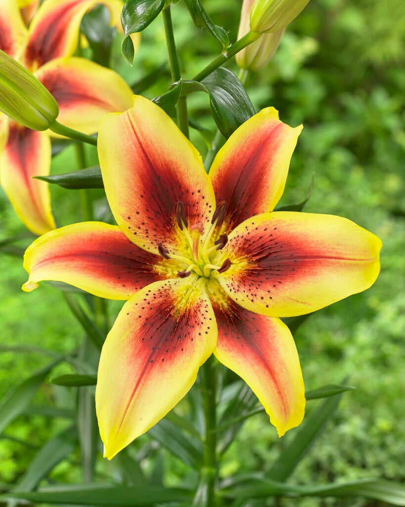 lily 'Viva la Vida'