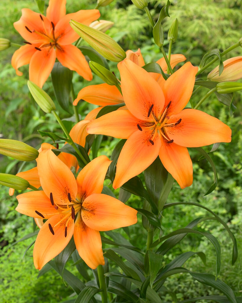 lily 'Sunset Boulevard'