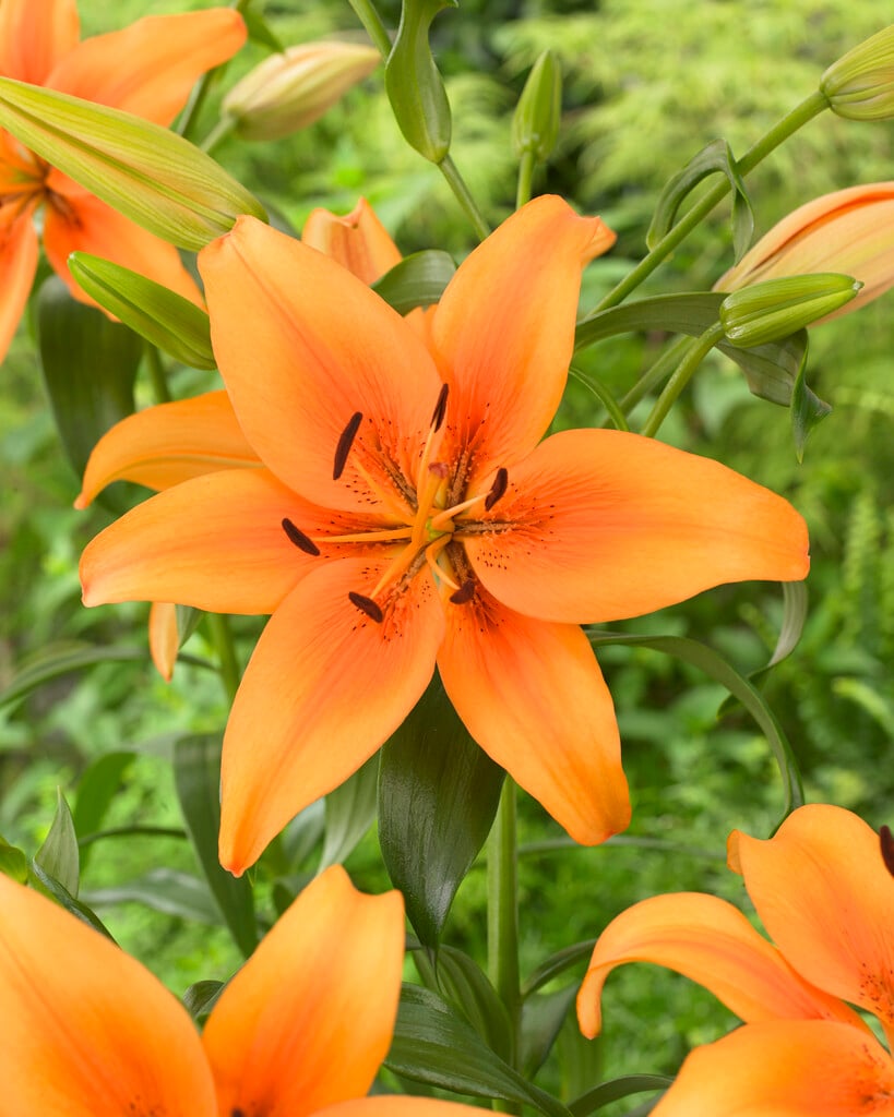 lily 'Sunset Boulevard'