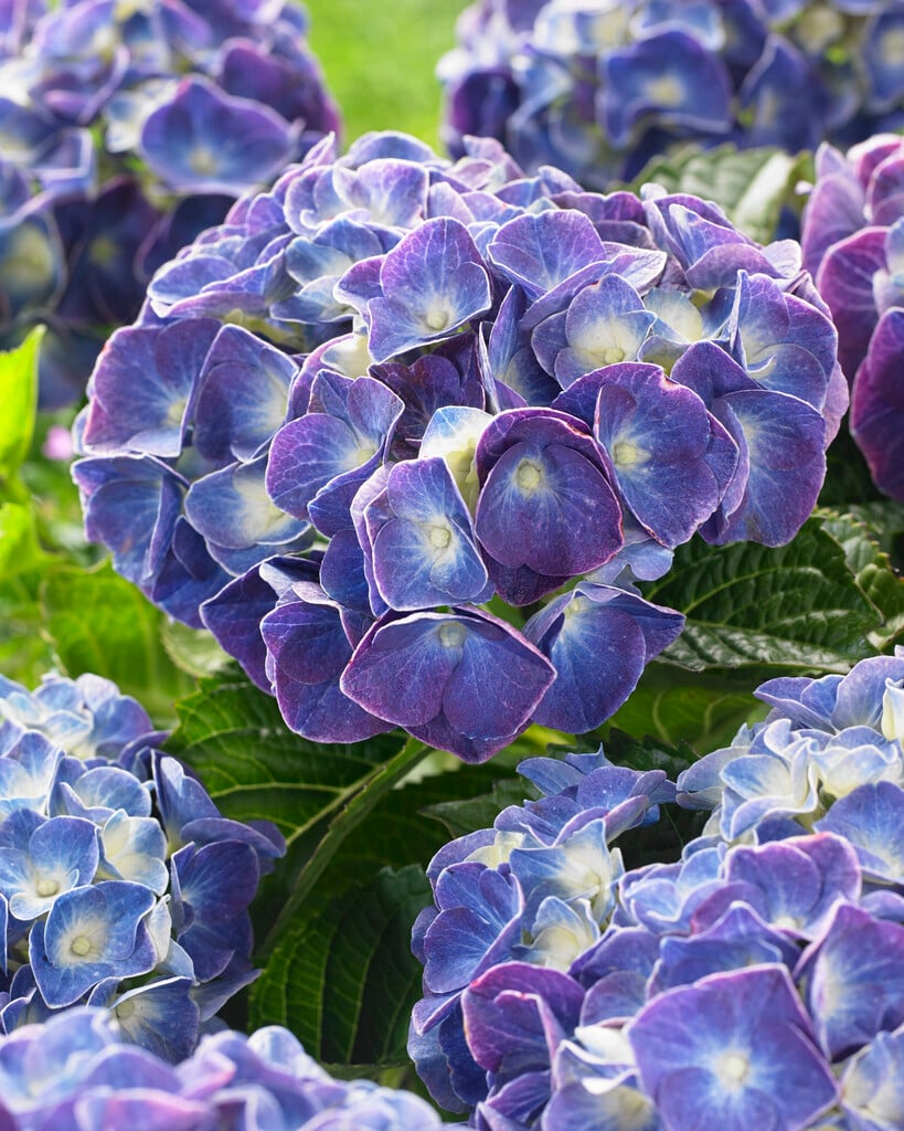 hydrangea [Jip]