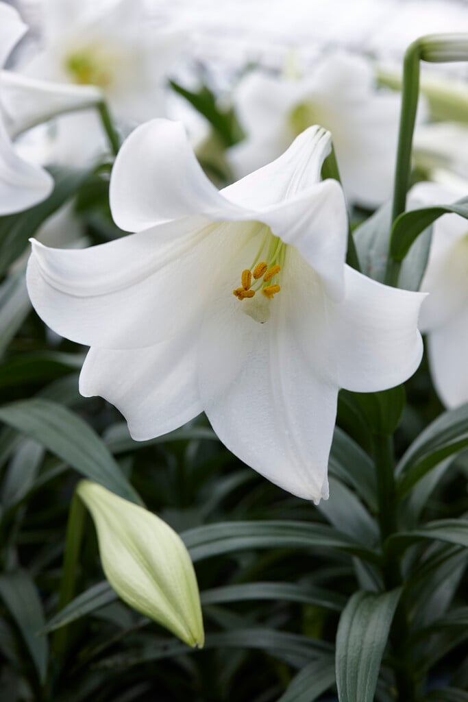 lily 'World Trade'