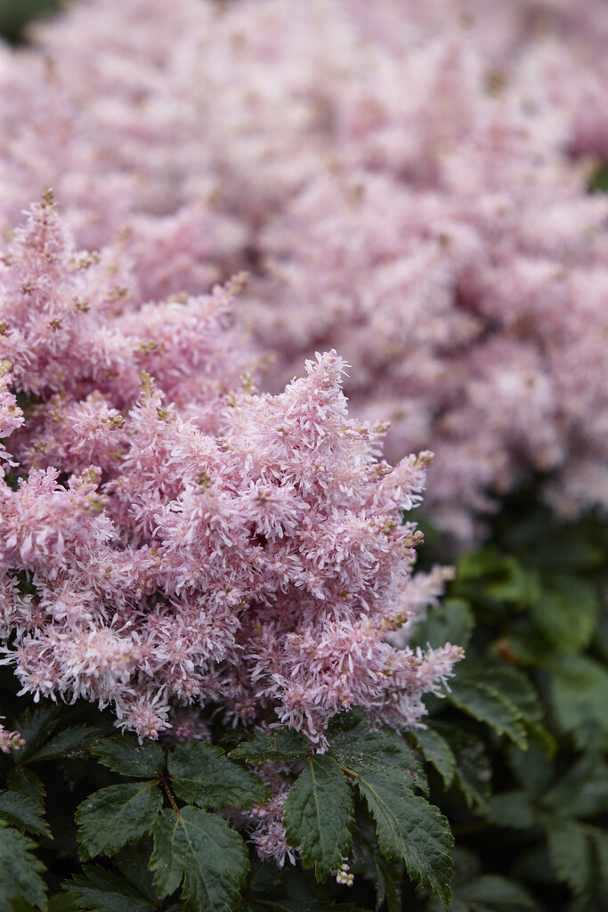 Astilbe 'Sugarberry'PBR (Short 'n' Sweet Series) | astilbe 'Sugarberry ...