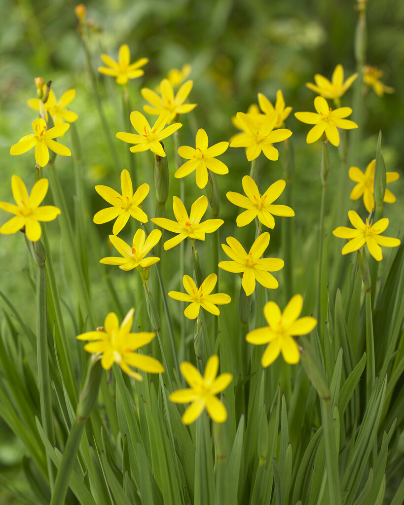 golden-eyed grass 'Yellowstone'