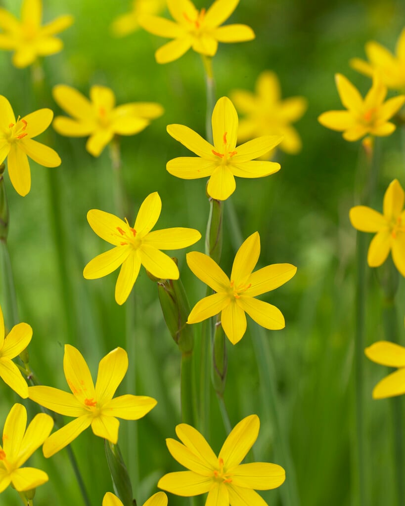 golden-eyed grass 'Yellowstone'