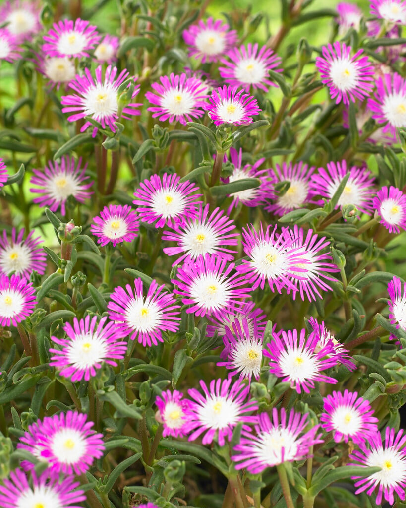 <i>Delosperma</i> <i>floribundum</i> 'Starburst'