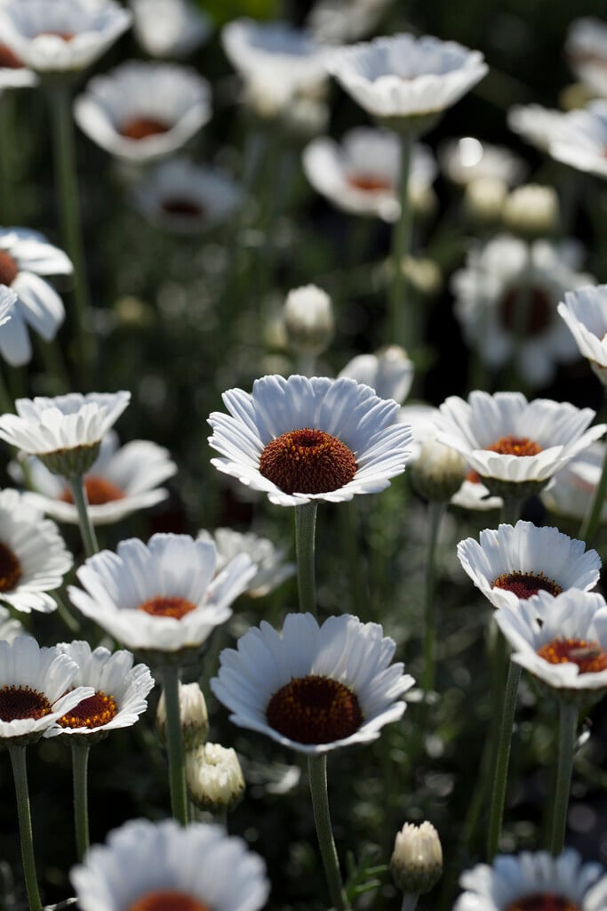 Moroccan daisy 'Casablanca'