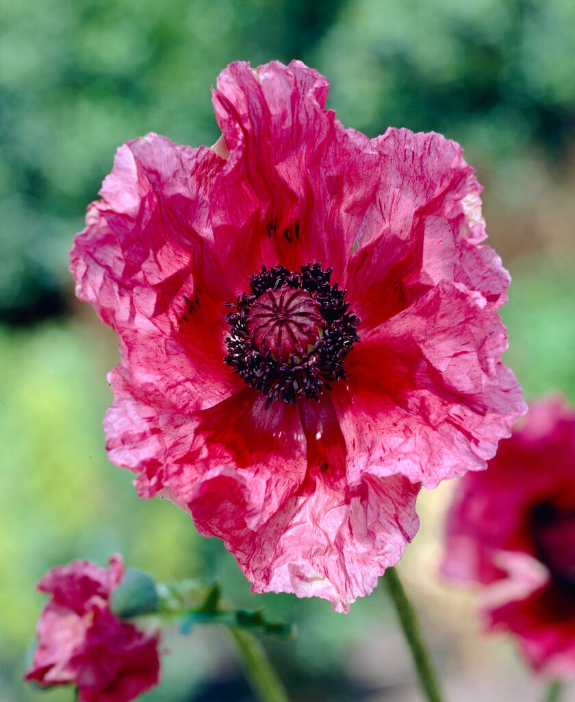 <i>Papaver</i> (Oriental Group) 'Lilac Girl'