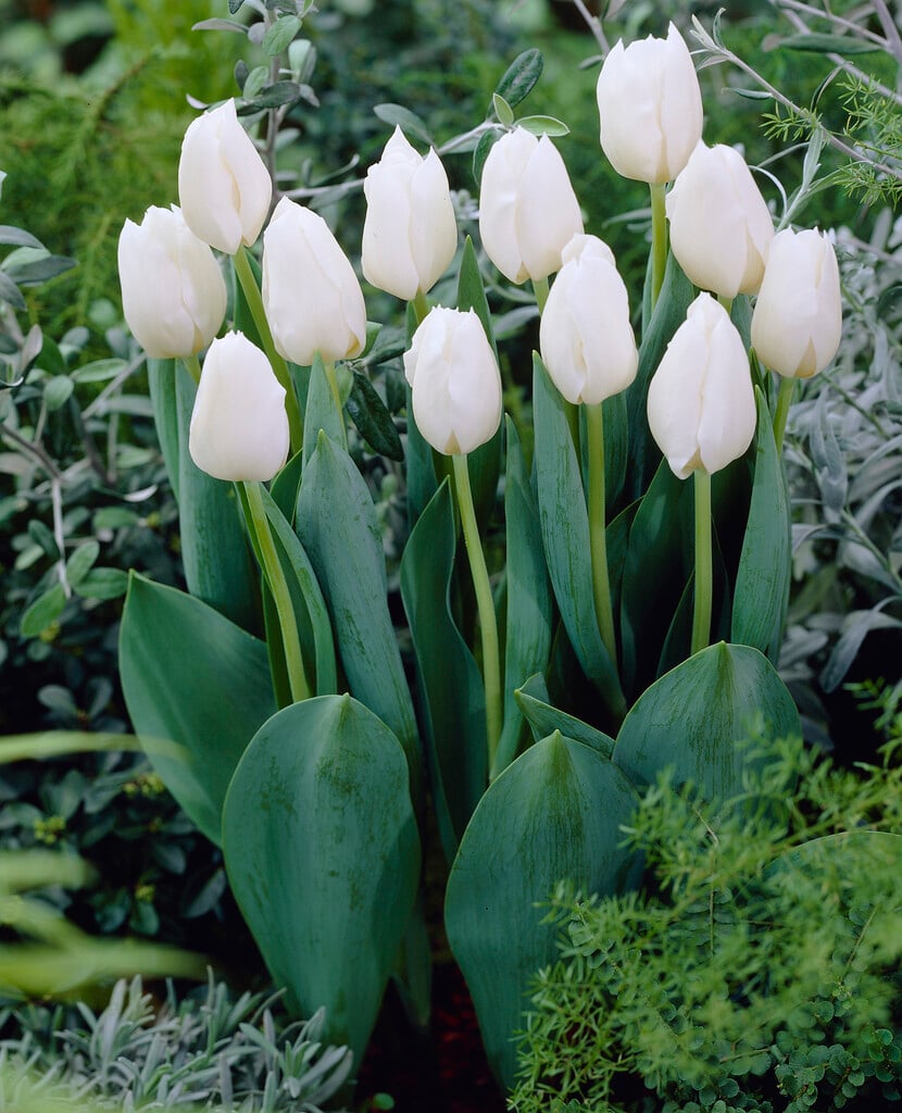 tulip 'Wildhof'