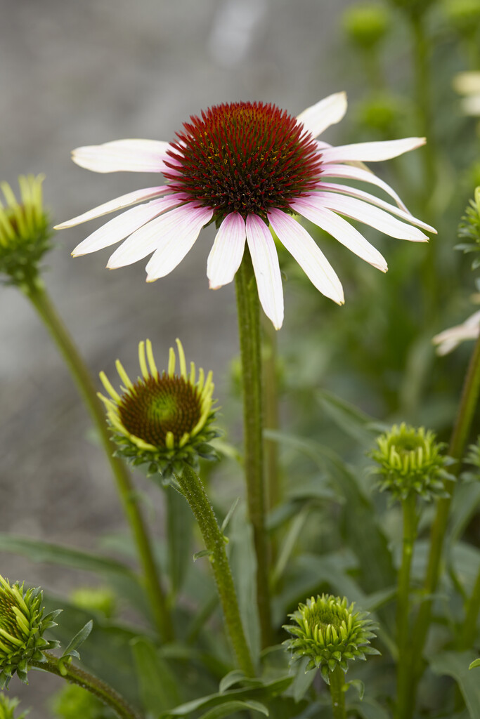 coneflower 'Pink Tip'