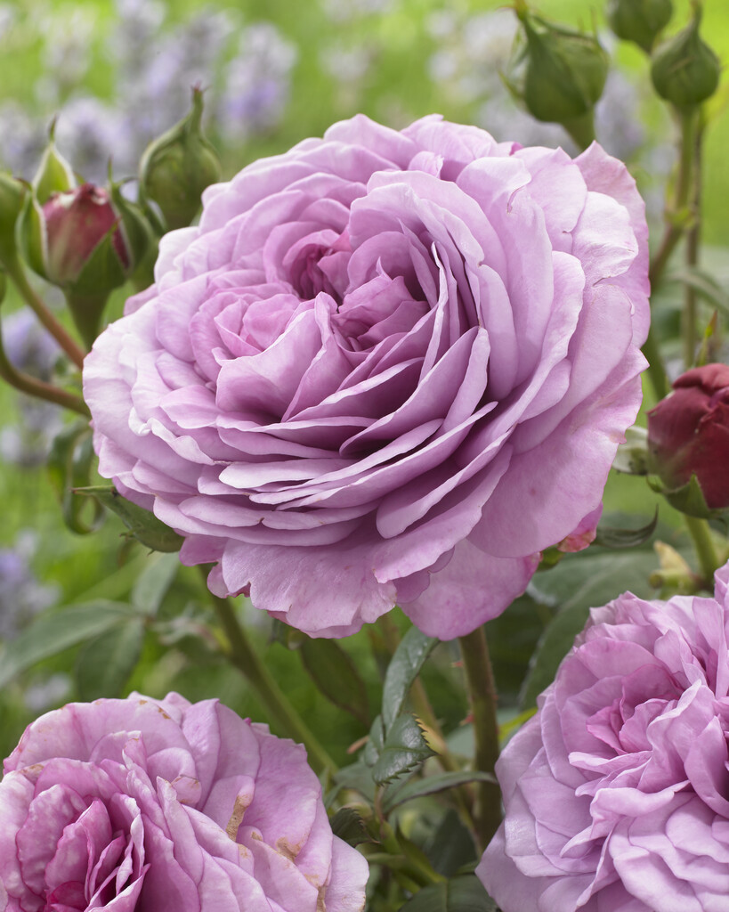 Rosa Lavender Ice (&Tan04249&PBR) (F) | rose [Lavender Ice] Roses/RHS ...