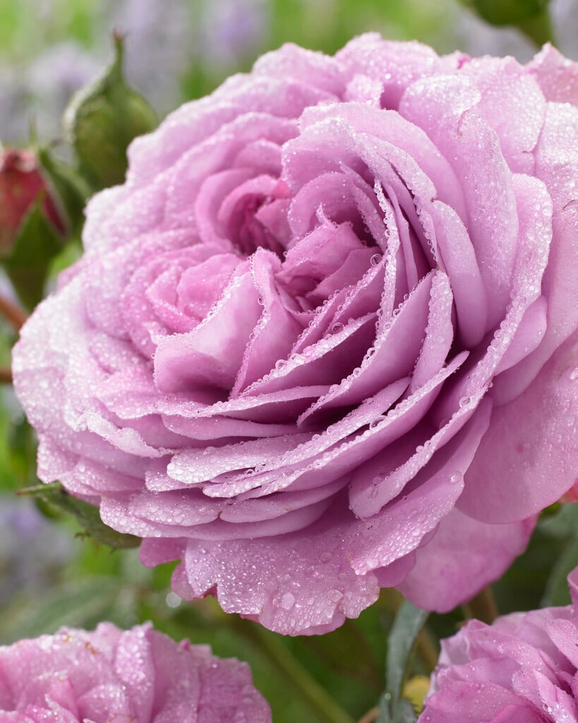 rose [Lavender Ice]