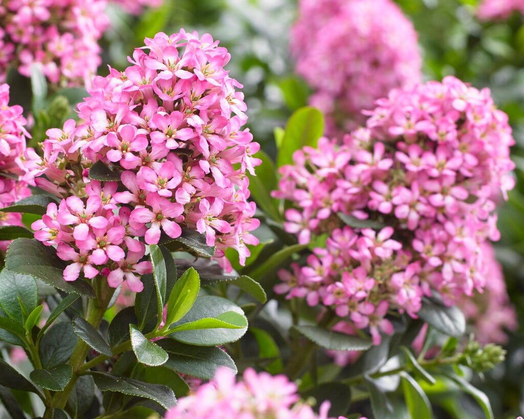 escallonia [Pink Elle]