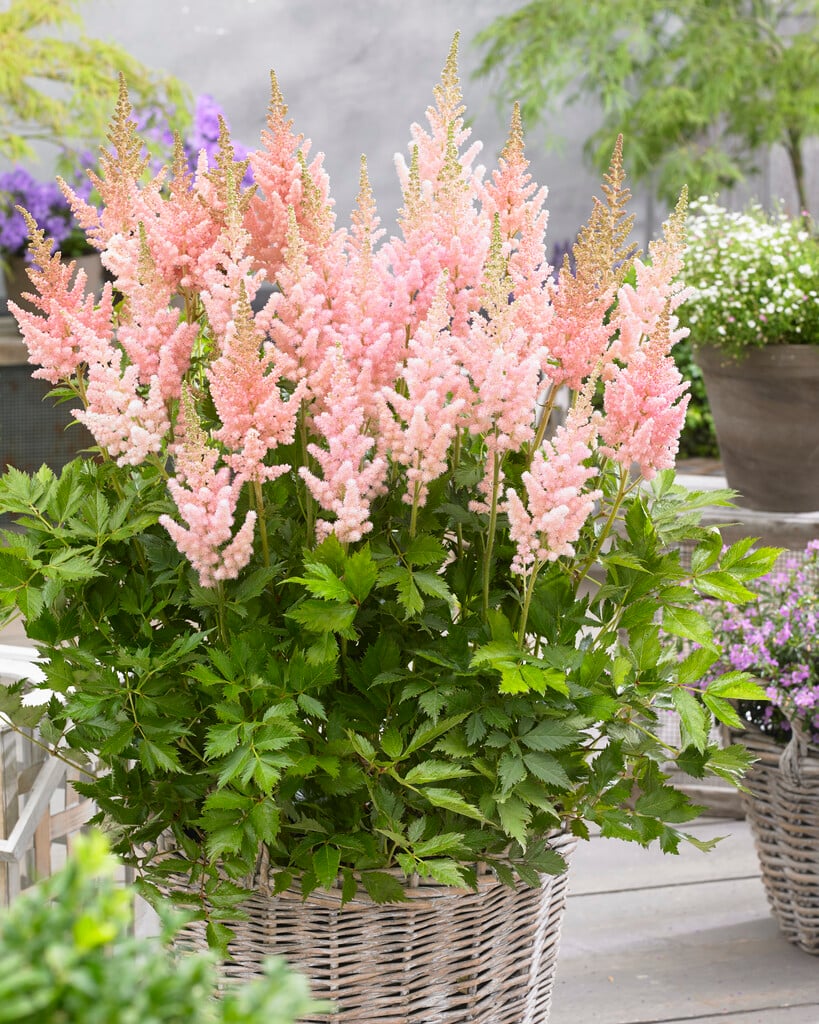 Astilbe 'Vision Inferno'PBR (× _arendsii_) | astilbe 'Vision Inferno ...