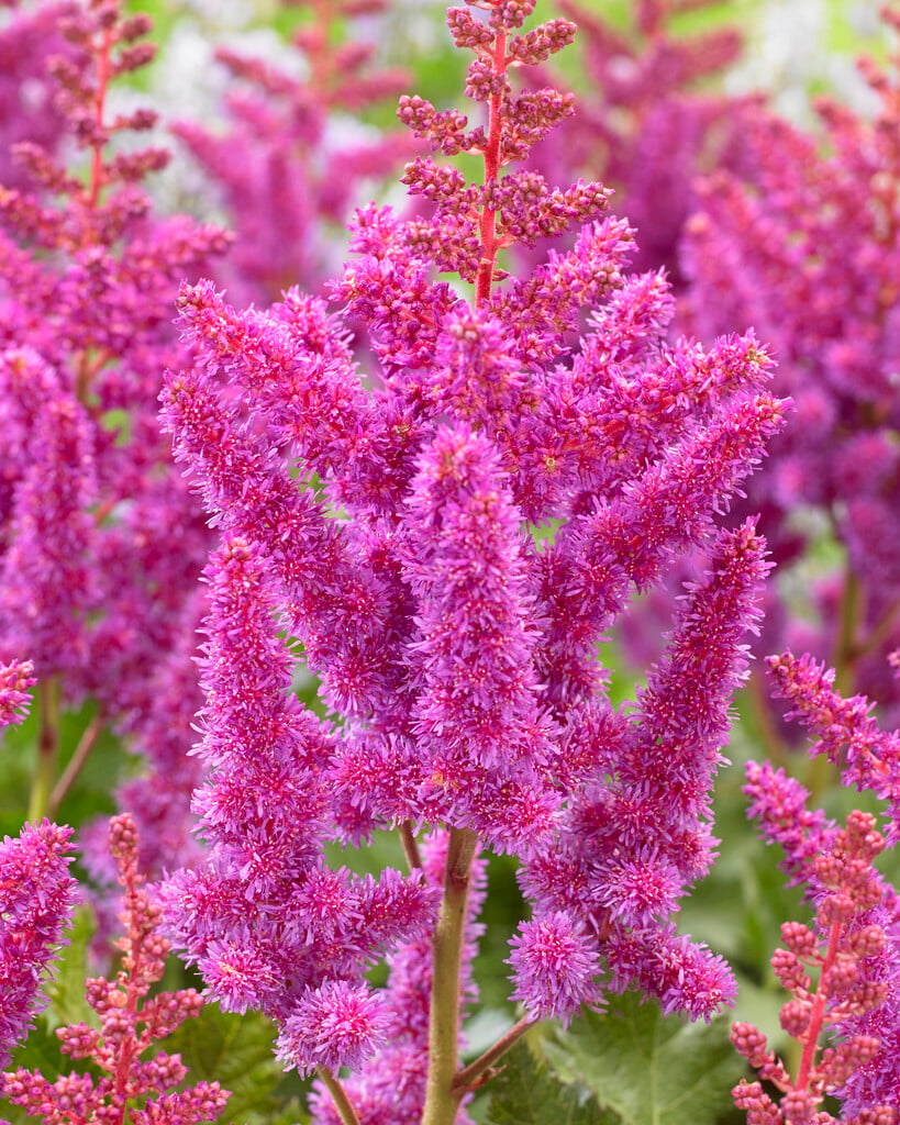 Chinese astilbe 'Visions'