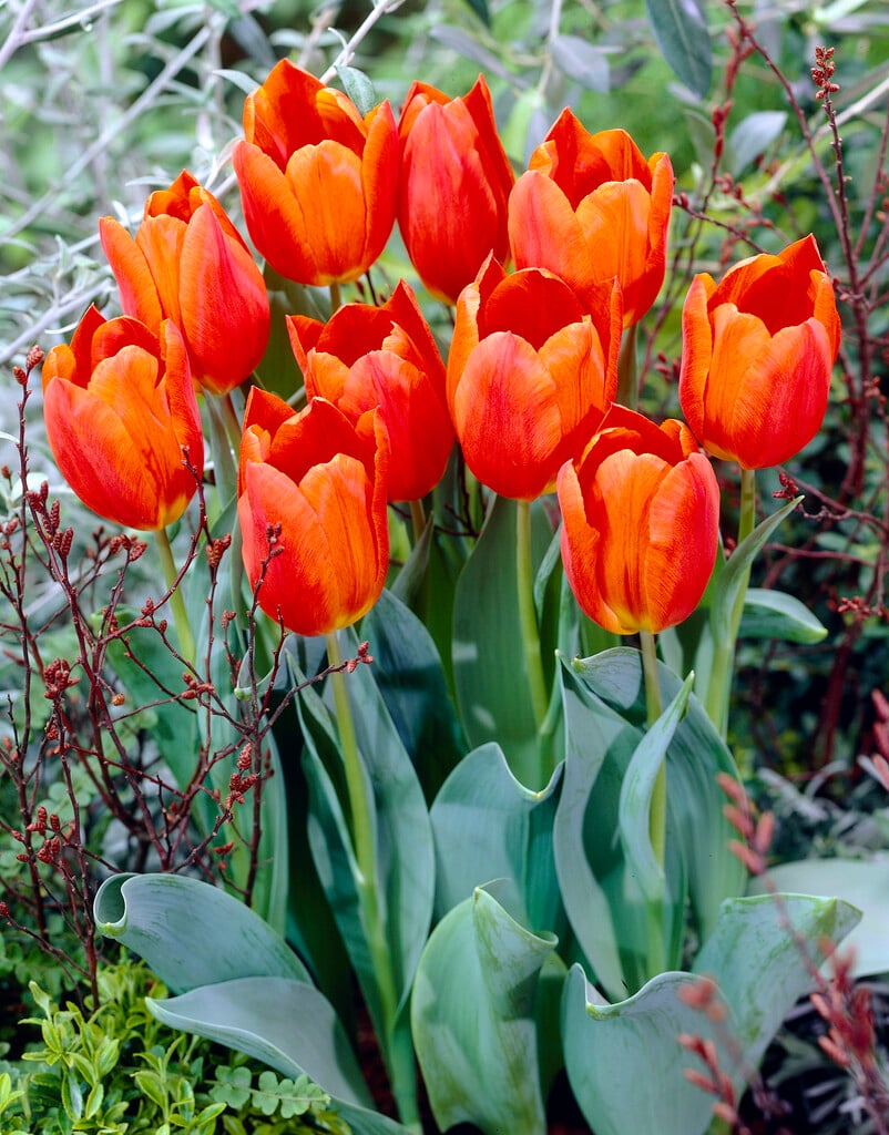 tulip 'Véronique Sanson'