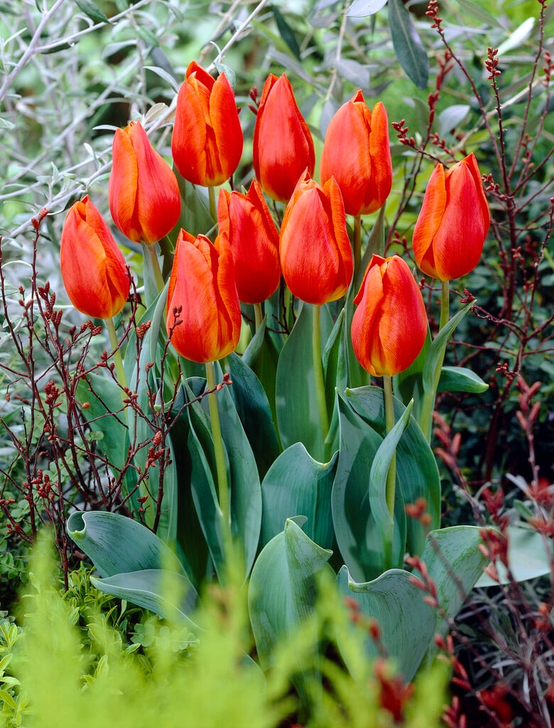 tulip 'Véronique Sanson'