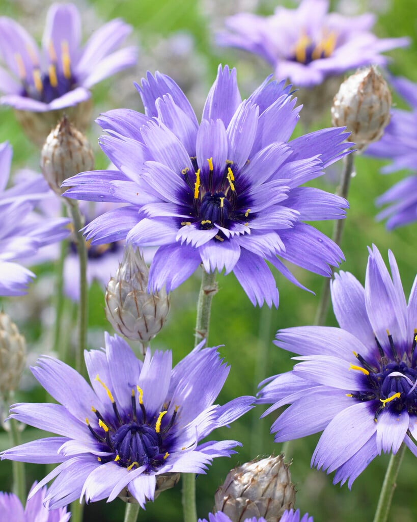 blue-flowered Cupid's dart