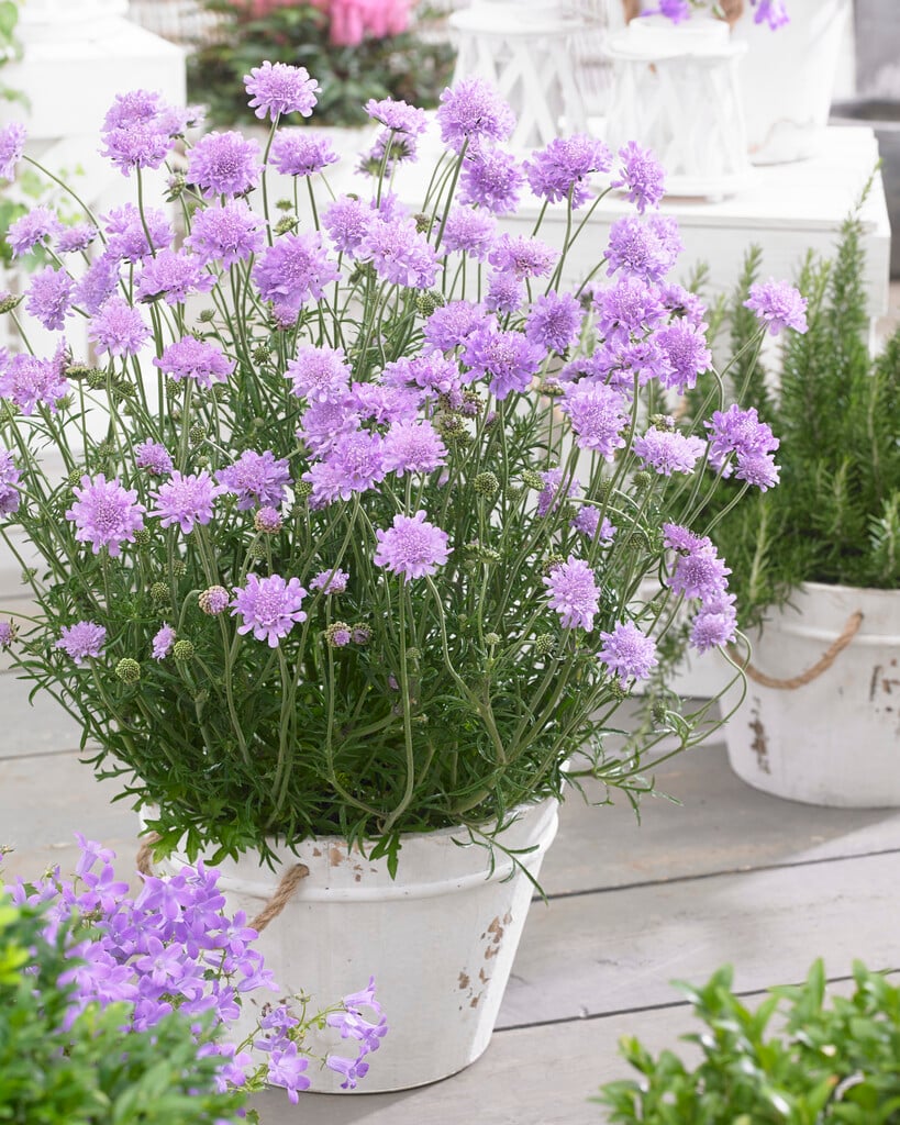 small scabious [Flutter Deep Blue]