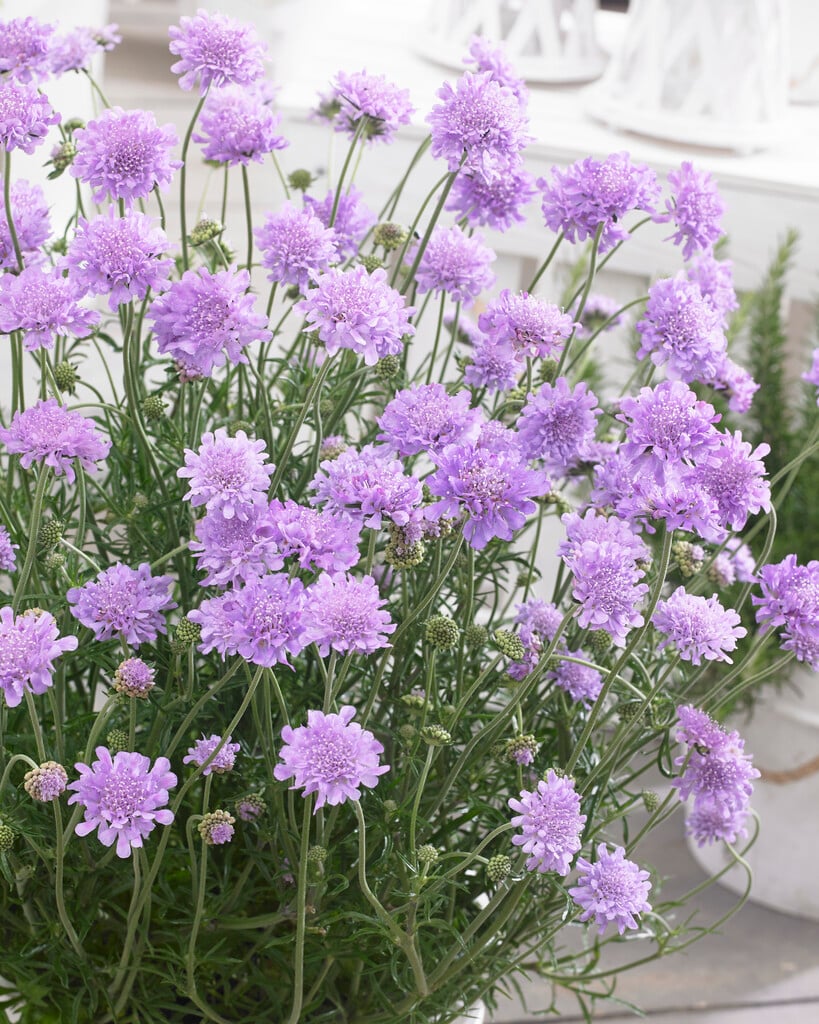 small scabious [Flutter Deep Blue]