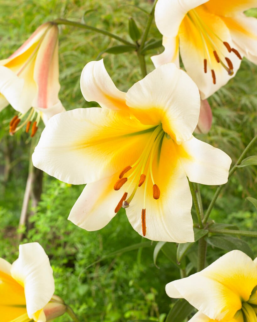 lily 'Miss Peculiar'
