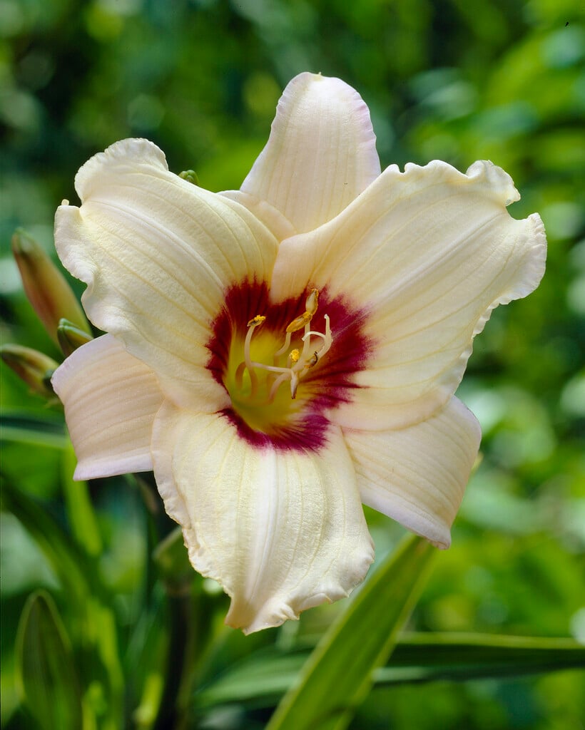 daylily 'Pandora's Box'