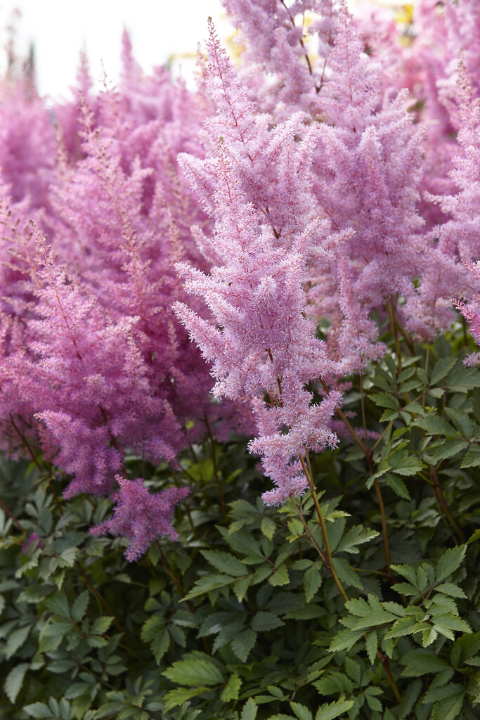 Astilbe &Nemo& | Herbaceous Perennial/RHS Gardening