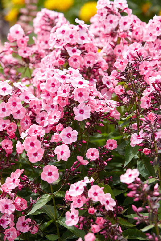 Phlox paniculata 'Larissa'PBR|perennial phlox 'Larissa'/RHS Gardening
