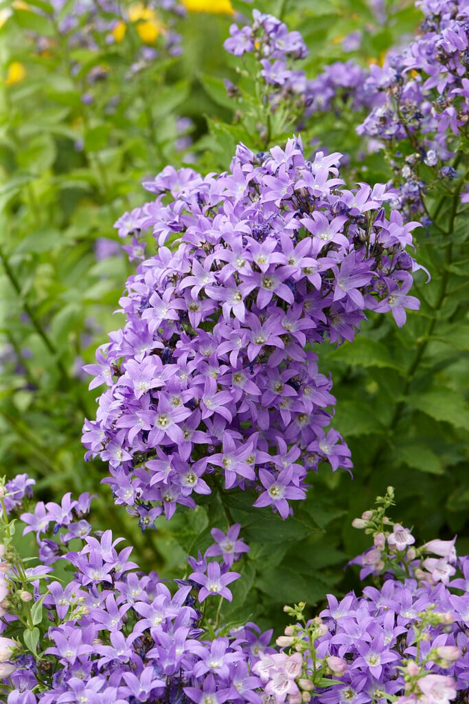 milky bellflower 'Border Blues'