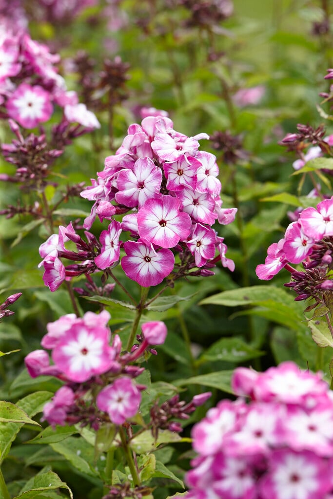 perennial phlox 'Modern Art'