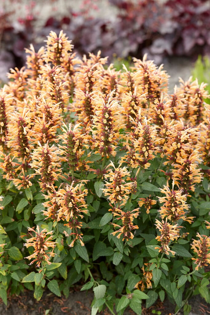 giant hyssop 'Kudos Gold'