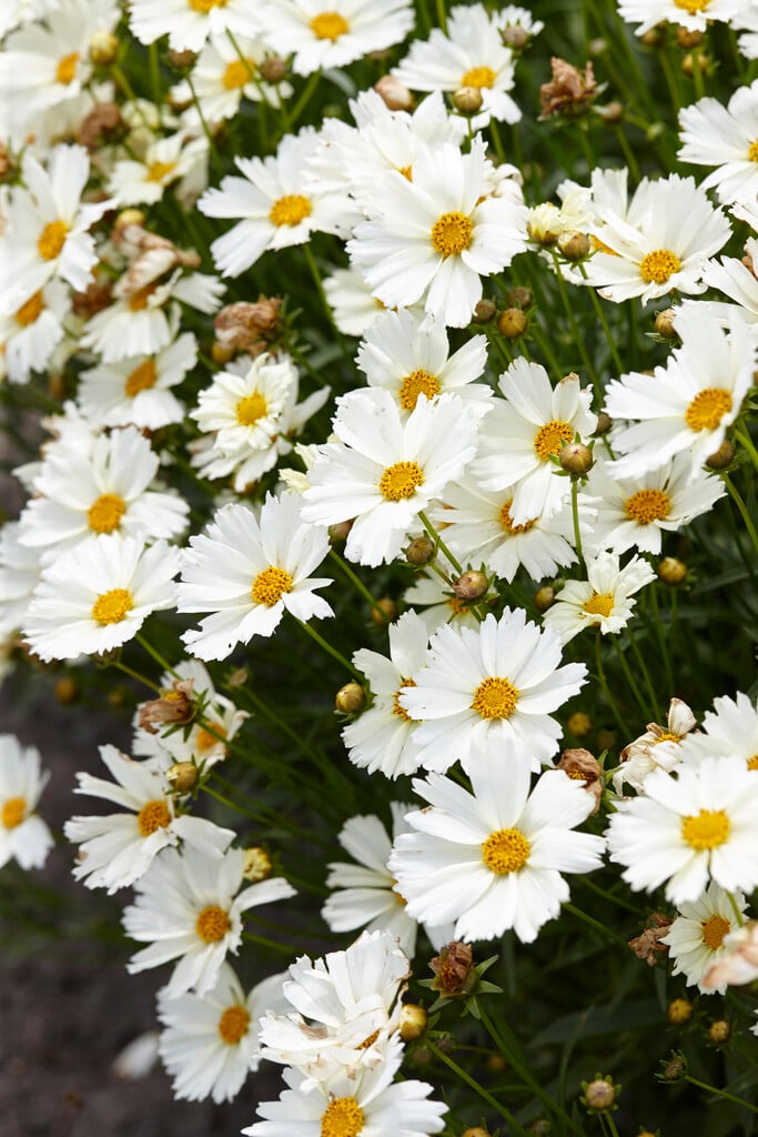 tickseed 'Polaris'