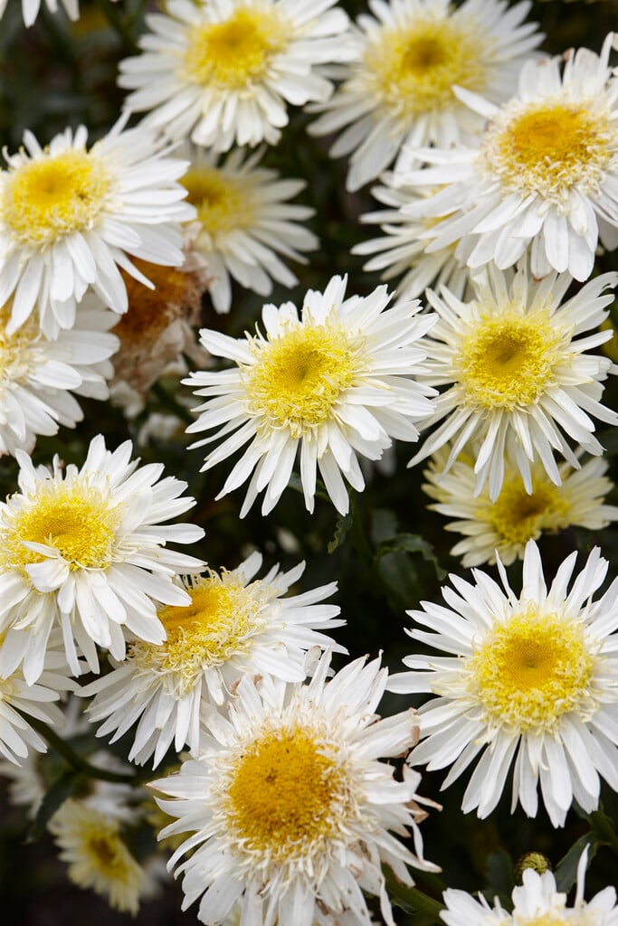 Shasta daisy [Real Glory]