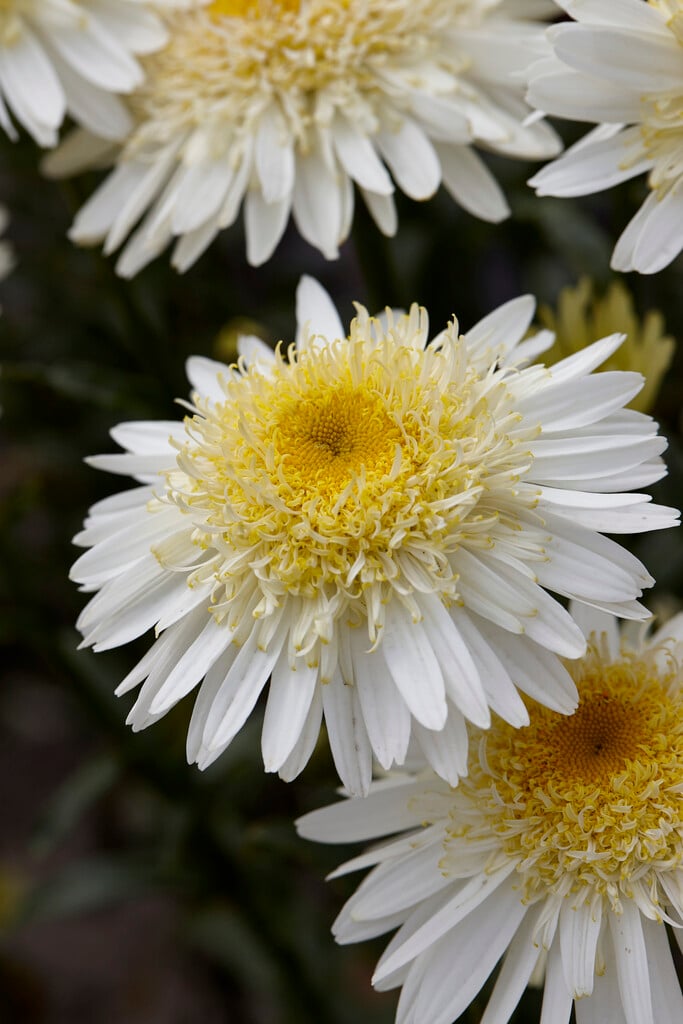 Shasta daisy [Real Glory]
