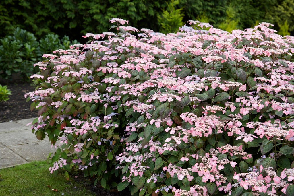 Hydrangea serrata Veerle ('Opri301') (L)|hydrangea [Veerle
