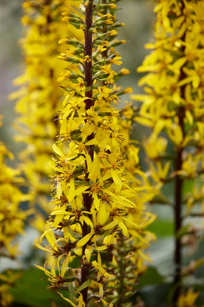 <em>Ligularia</em> 'Little Rocket'<sup>PBR</sup>