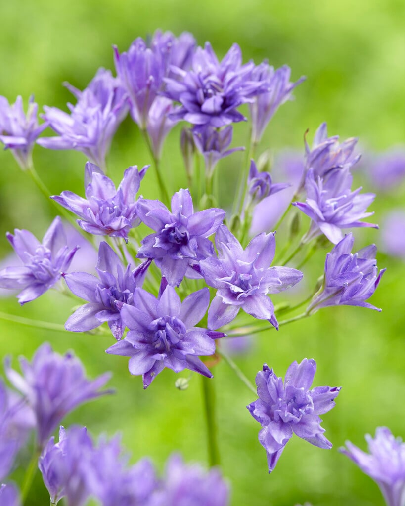 grassnut 'Aquarius'