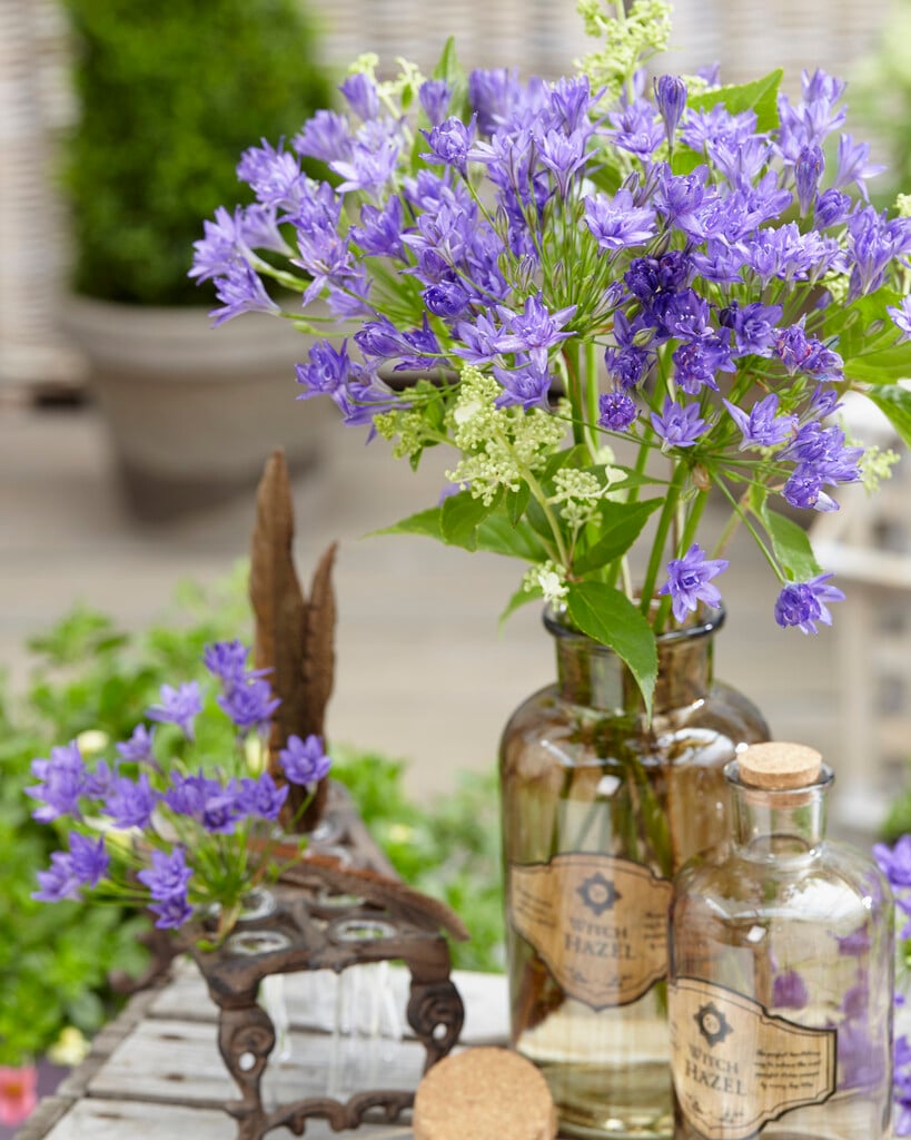 grassnut 'Aquarius'