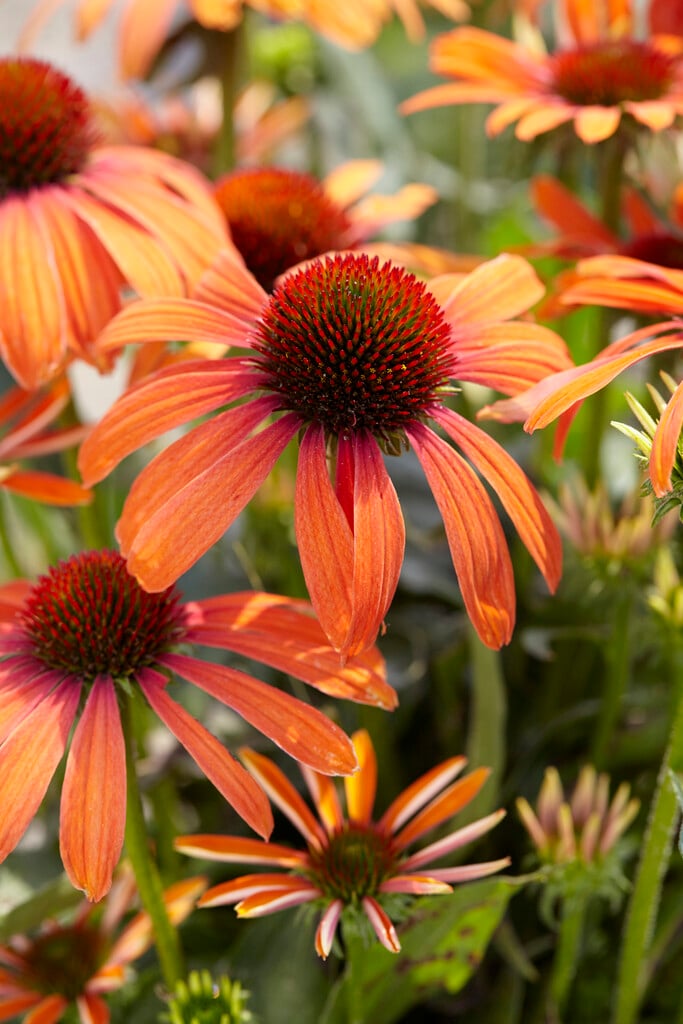coneflower 'Julia'