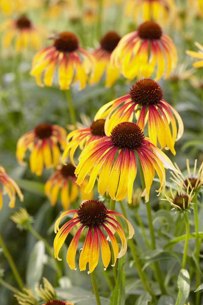 coneflower [Fiery Meadow Mama]