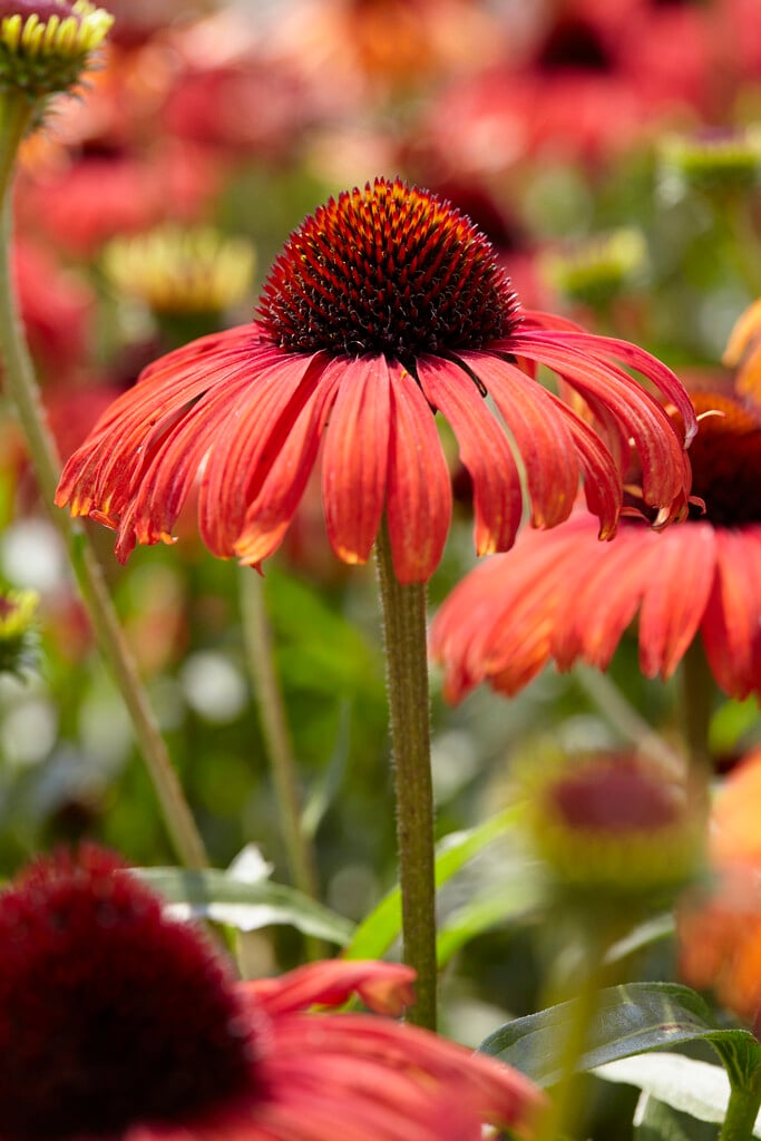 coneflower [Postman]