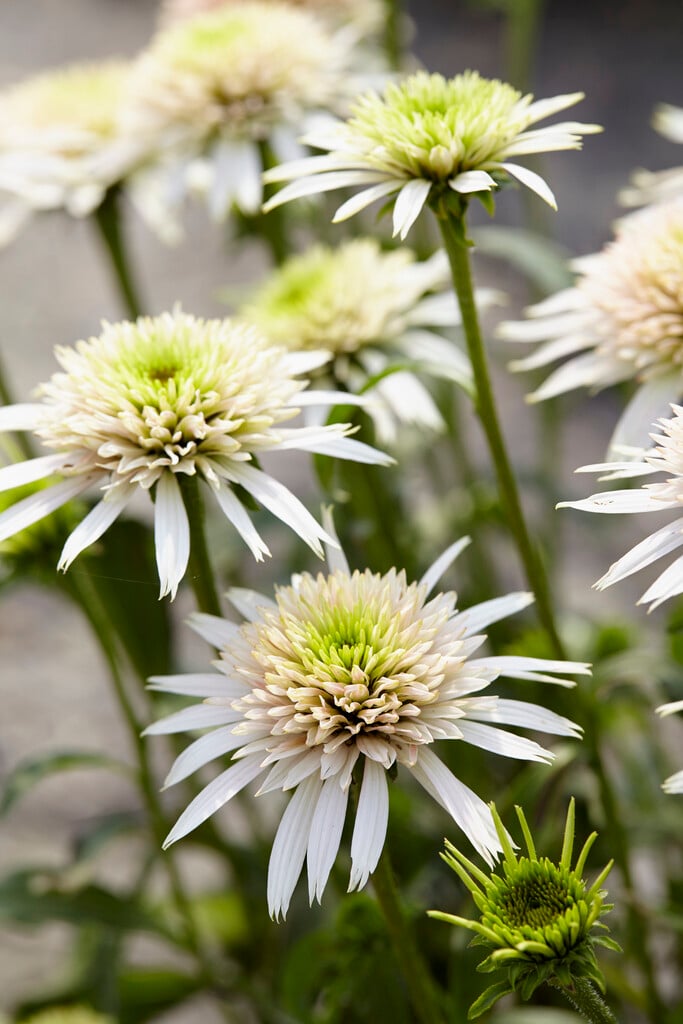 coneflower [Cherry Fluff]